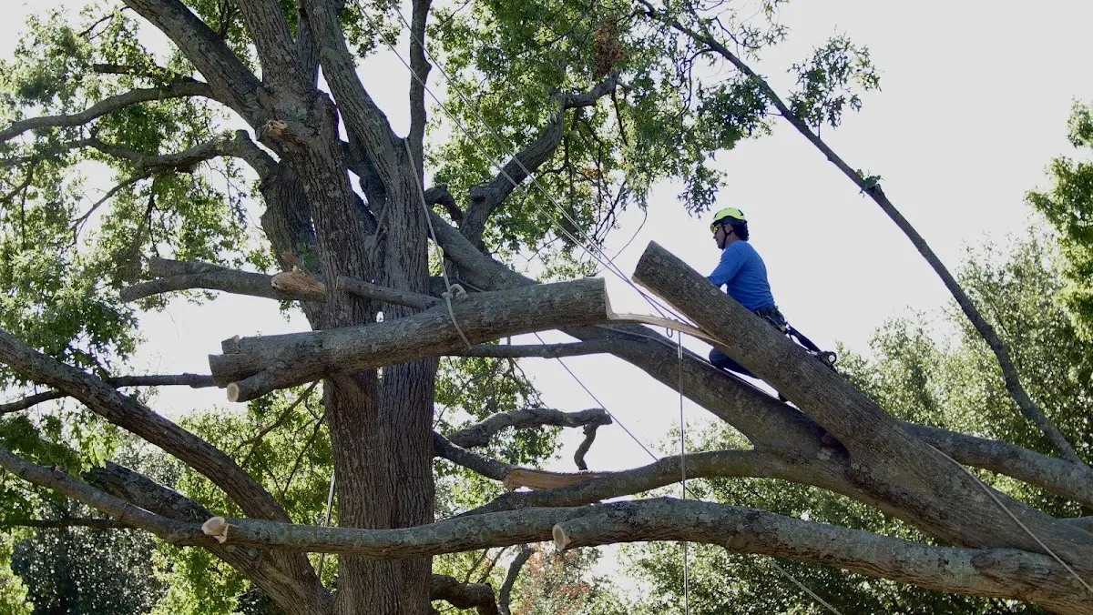 Professional Hazardous Tree Removal performed by certified arborists in Mooseheart