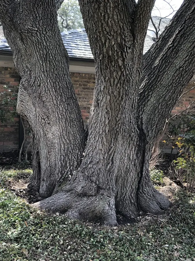 Mature heritage tree close to a Mooseheart property cared for by certified arborists